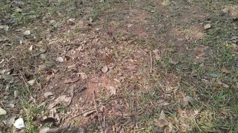 4K grass and soil Stock Footage 211650337