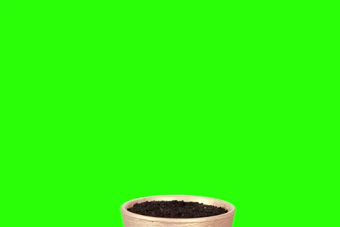 4K. Grass growing in a pot green screen. Ultra HD, (Triticum L.), 4096x2730 Stock Footage 45565037