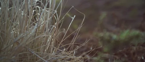 4k grass on a hill at sunset, handheld Video stock 98663323