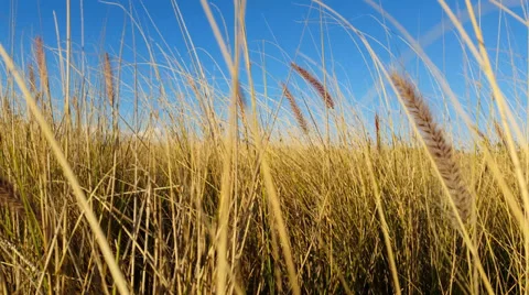 4K Grass moving in the breeze - Warm Summer Sun Light Stock Footage 39299275