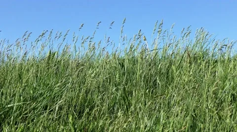 4k Grass moving in the wind Stock Footage 62340051