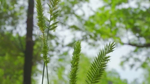 4k. The grass slowly sways in the wind. Close-up Stockbeeldmateriaal 109443700