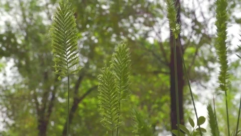 4k. The grass slowly sways in the wind. Close-up Vídeo Stock 109443752