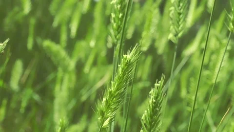 4k. The grass slowly sways in the wind. Close-up 库存影片 109443799