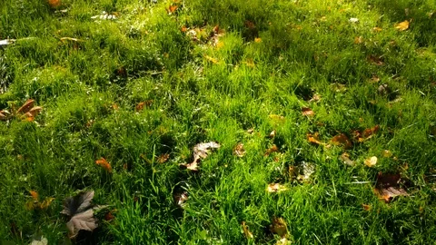 4k grass walking Stock Footage 118246480