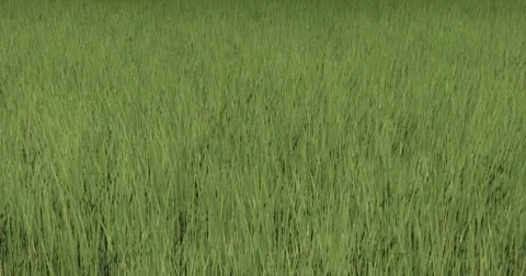 4k grass in wind,natural scenery. Vídeos de archivo 52935637