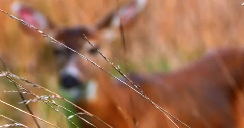 4K Grassy Field with Out of Focus Shot of White Tail Deer, Bokeh Video stock 49895249