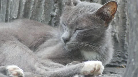 4k : Gray cat sleeping patients. Stock-Footage 56397602