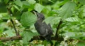 4K Gray Catbird (Dumetella carolinensis) fledgling 2 4k or 4k+ Resolution