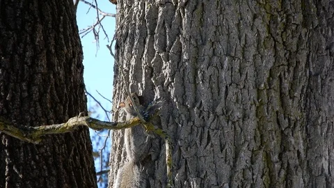 4K Gray Squirrel With Nut In Its Mouth Stock-Footage 89198164