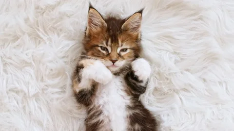 4k Gray Striped Kitten Sleeping. Kitty Sleeping on a Fur White Blanket. Concept Video stock 161223893