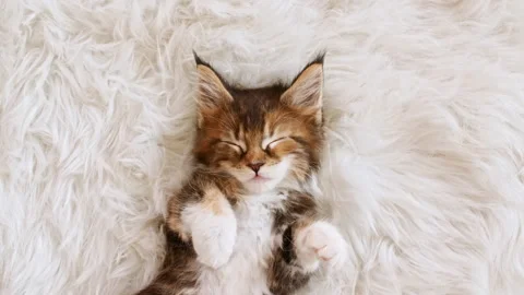 4k Gray Striped Kitten Sleeping. Kitty Sleeping on a Fur White Blanket. Baby Cat Stock Footage 162349718