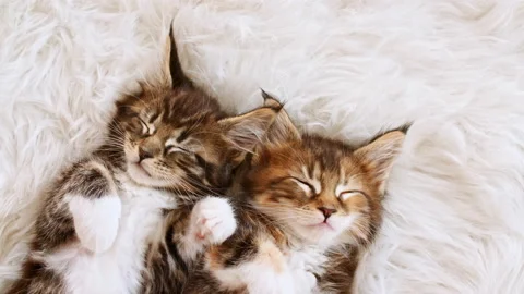 4k Gray Striped Kittens Sleeping. Kitty Sleeping on a Fur White Blanket. Baby Stock Footage 161080127