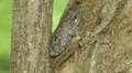 4K Gray Treefrog (Hyla versicolor) and Springtails 1 4k or 4k+ Resolution