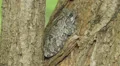 4K Gray Treefrog (Hyla versicolor) and Springtails 2 4k or 4k+ Resolution