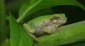 4K Gray Treefrog (Hyla versicolor) 10 4k or 4k+ Resolution