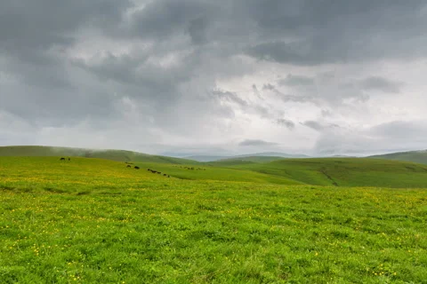 4k. Grazing in the alpine meadows of cows and horses. Stock Footage 51343568