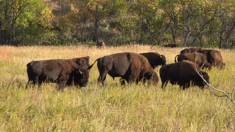 4K Grazing Bison in Fall are Bothered by Flies Stock Footage 116502763