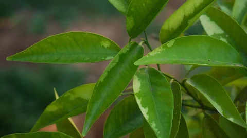 4k Great tea leafs close up on a plantation. Macro shot Stock Footage 129887927