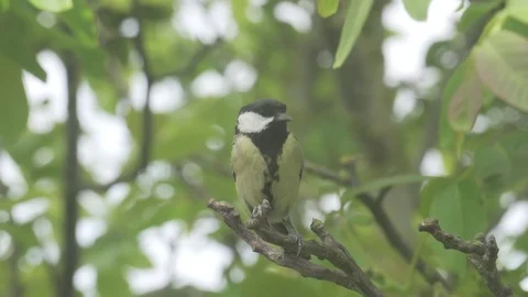 4K Great tit sitting in walnut tree. Looking around and flying away. Vidéo 108843724