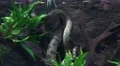 4k Green anaconda resting underwater tilt view 4k or 4k+ Resolution