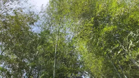 4K Green Bamboo Forest Low Angle China 스톡 동영상 338387188