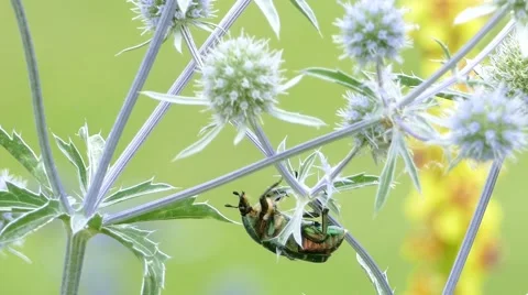 4k – Green bug on flower Stock Footage 53861930