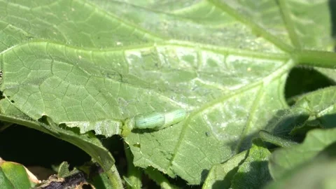 4K Green cabbage worm caterpillar chewing up leaves in a vegetable garden. Stock Footage 210385331