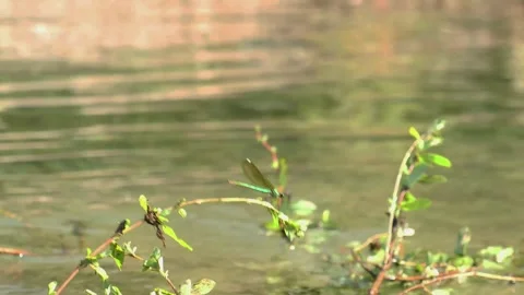 4K Green Dragonfly Perched on Branch Over Gently Flowing River Stock Footage 341570022