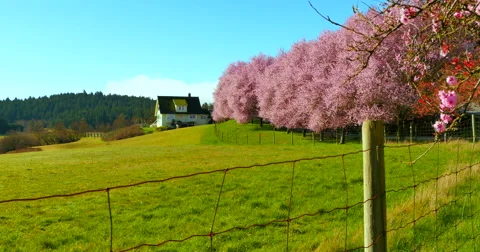 4K Green Field in Spring with Rusty Fence, House and Cherry Trees Pink Blossoms Stock Footage 48620662