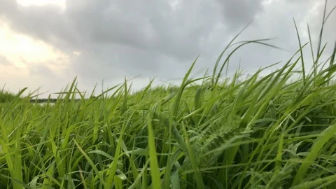 4k green grass with dramatic clouds in monson Video stock 92905812