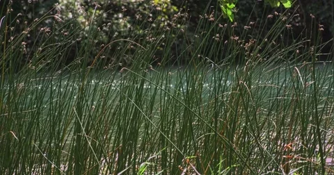 4K Green grass Krka river Stock Footage 46027863