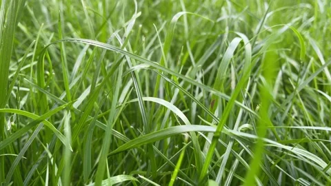 4k Green grass lawn. Back motion of camera. Nature background Stock Footage 156567909