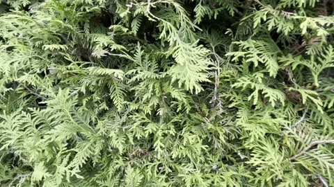 4k Green Hedge Background Moving Stock Footage 197169236