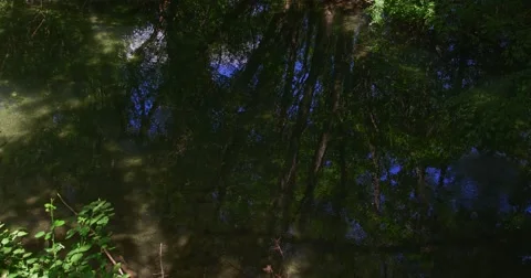 4K Green Krka River Stockbeeldmateriaal 46030305