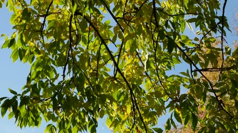 4K - Green leaves in tree with wind Stock Footage 42308048
