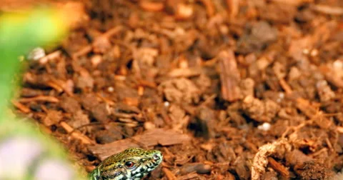 4K Green Lizard Hiding Under Leaf Stock-Footage 51445658