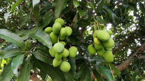 4K Green Mangoes Stock Footage 86229309