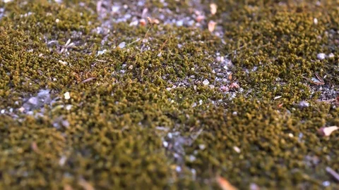 4k Green Moss On The Stone Stock Footage 89494900