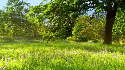 4K Green Park Grass, Tree Landscape Field Forest Summer Light Stock Footage 76227455