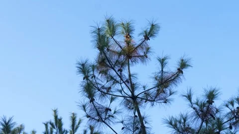 4K Green Pine Cones in Forest Closeup Nature Footage Stock Footage 320149140