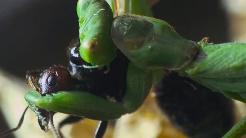 4K, Green Praying Mantis (Mantis religiosa) eating a black ant Stock Footage 106930084