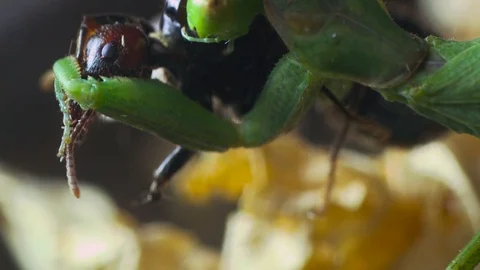 4K, Green Praying Mantis (Mantis religiosa) eating a black ant Stock-Footage 106930091