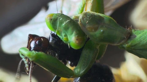 4K, Green Praying Mantis (Mantis religiosa) eating a black ant Stock Footage 106930128