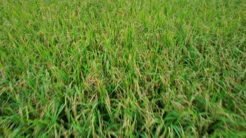 Green paddy field dancing with wild wind. Beautiful paddy field 4K