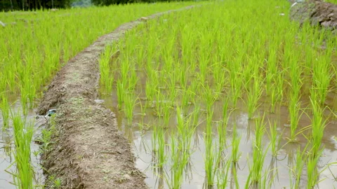 4K, Green rice fields are planted in terraced fields, planted on the high mou Stock Footage 211822493