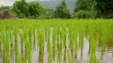 4K, Green rice fields planted in terraced fields Planted in the high mountain Stock Footage 211822193
