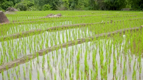 4K Green rice fields planted as terraces planted on high mountains rice Stock Footage 221485483