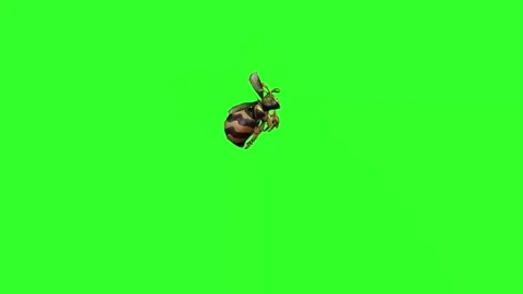 "4K Green Screen 3D Bee Flying, Pollinating Flowers, and Hovering - Realistic In Stock Footage 282610143