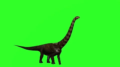"4K Green Screen 3D Brachiosaurus Walking, Eating from Trees, Kicking, and Stand Stock Footage 282612896